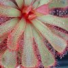 Drosera slackii