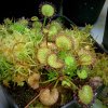 Drosera prolifera