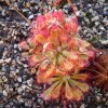 Drosera ultramafica