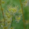 Drosera auriculata