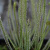 Drosera filiformis