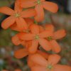 Drosera paleacea ssp leioblastus