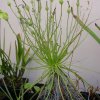 Drosophyllum lusitanicum - settembre 2012