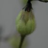 Drosophyllum lusitanicum - frutto