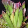 Heliamphora