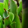 Heliamphora chimantensis