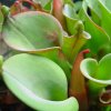 Heliamphora nutans