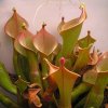 Heliamphora nutans