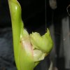 Fiore di Heliamphora