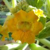 Fiore Ibicella lutea - ovario aperto