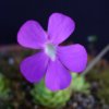 Pinguicula esseriana