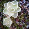 Pinguicula esseriana - talea di foglia di un anno