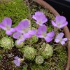 Pinguicula esseriana