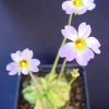 Pinguicula primuliflora