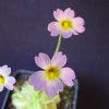 Pinguicula primuliflora