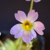 Pinguicula primuliflora