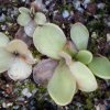 Pinguicula rectifolia - talea di foglia di un anno