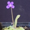 Pinguicula Rio Ara