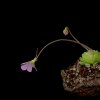 Pinguicula esseriana - Vaso bonsai