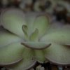 Pinguicula cyclosecta