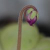 Pinguicula rectifolia