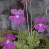 Pinguicula esseriana