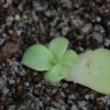 Pinguicula - Talea di foglia