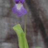 Pinguicula vallisneriifolia x grandiflora