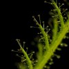 Roridula dentata - dettaglio