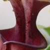 Sarracenia atropurpurea, Autunno 2011.