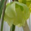 Sarracenia alata - fiore