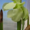 Sarracenia alata - fiore