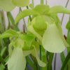 Sarracenia alata - fiore