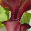 Sarracenia flava var. atropurpurea, Autunno 2011.