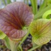 Sarracenia flava var. cuprea