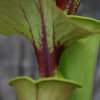 Sarracenia flava var. ornata