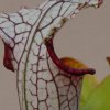 Sarracenia leucophylla, Autunno 2011.