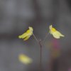 Utricularia bisquamata